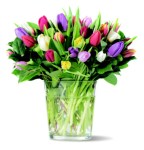 tulpaner1_76660694_188638407