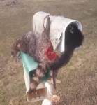 deadanimalsmailbox