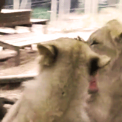 tumblr_n7vvlyYM3f1qbhk3no7_r1_250